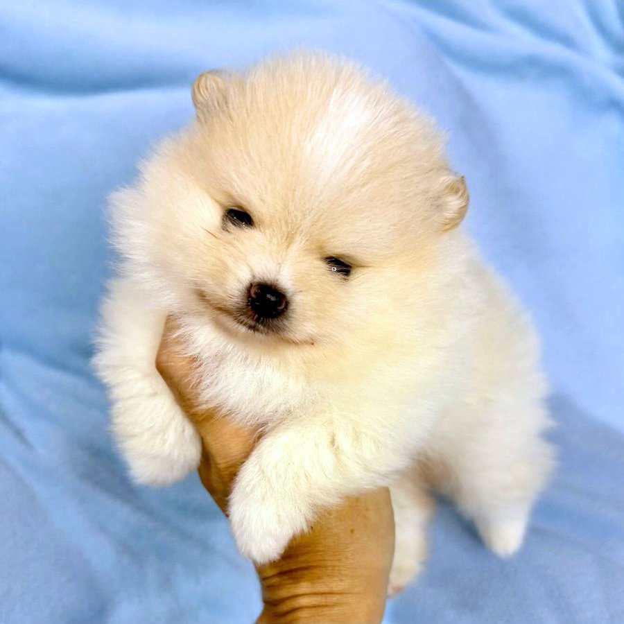 Filhote de Sptiz creme